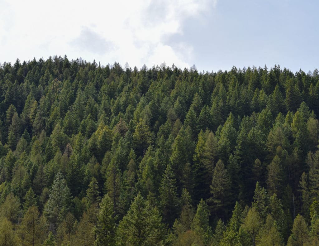 A forest of trees in Oregon