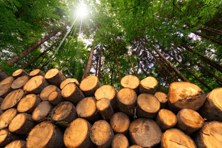Pile of logs in sustainable forest