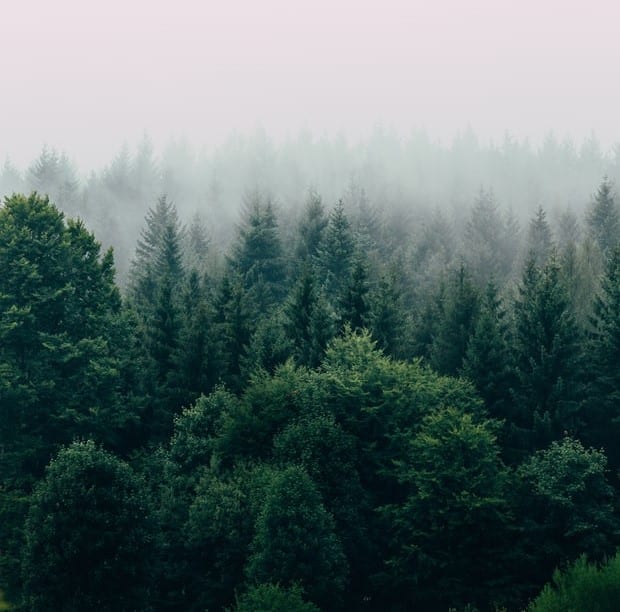 A foggy day in the forest